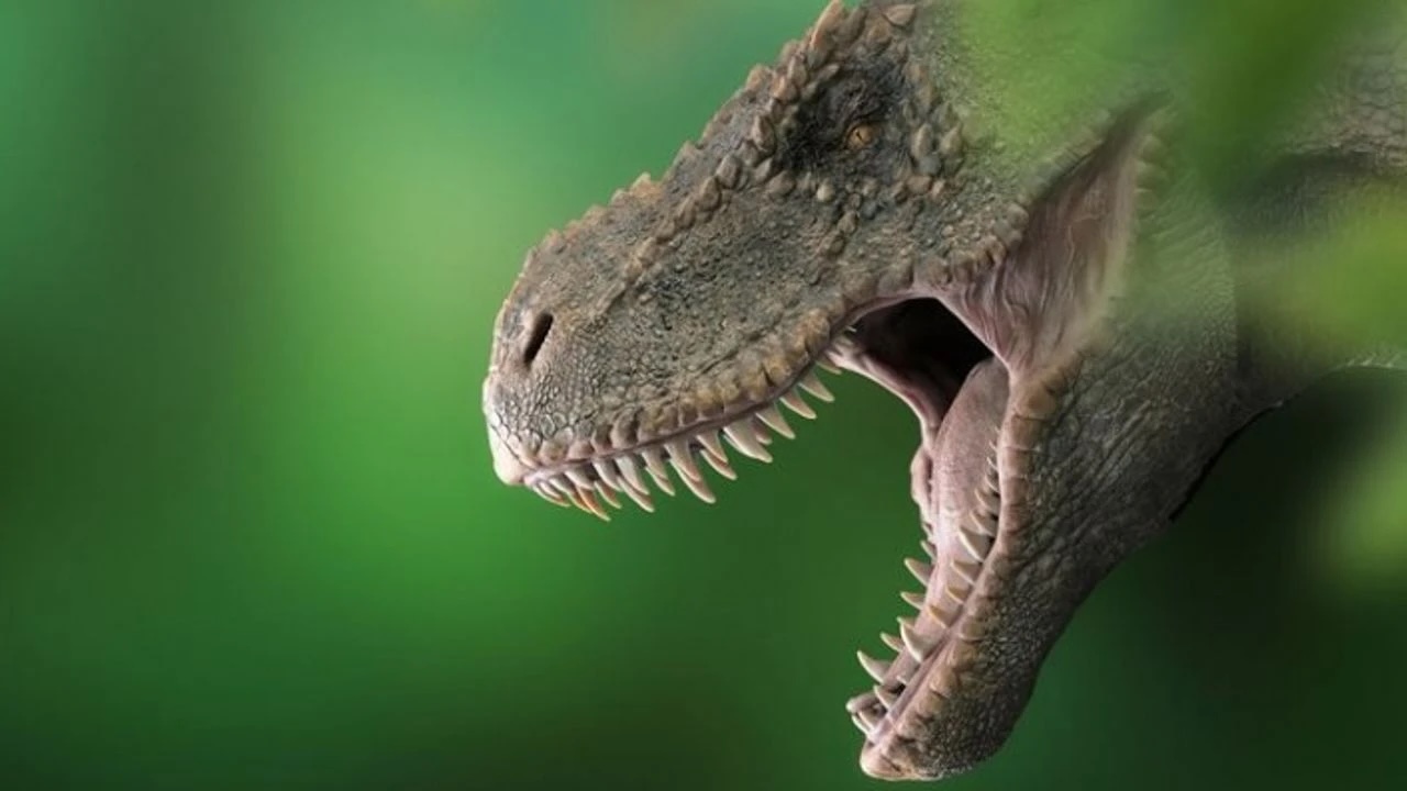 135 Milyon Yıllık Tiranozor Dişleri, Dinozor Çeşitliliğine Işık Tutuyor